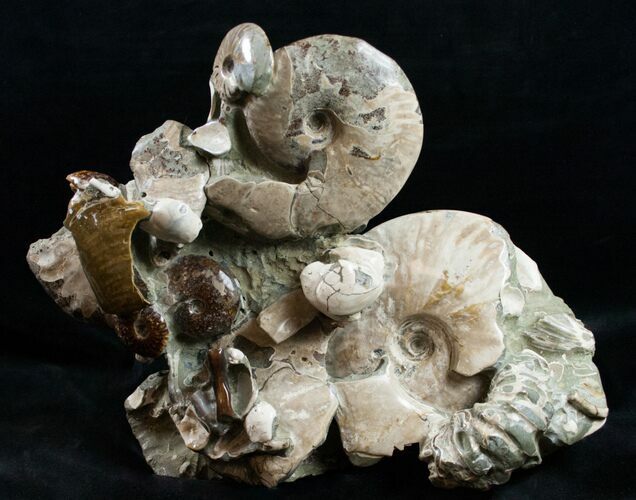 Beautiful Polished Ammonite Cluster - / Wide #12104
